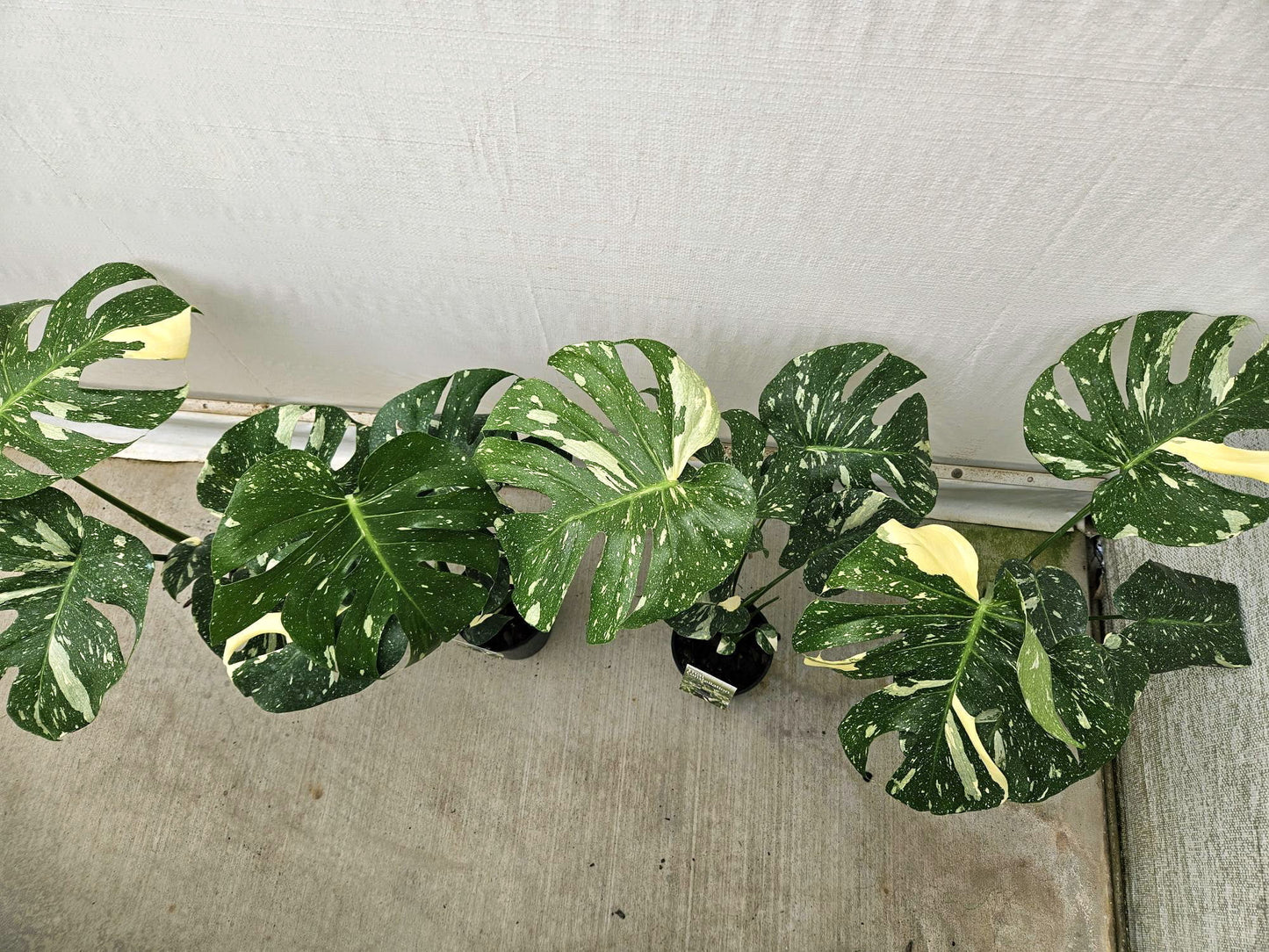 Monstera 'Thai Constellation'