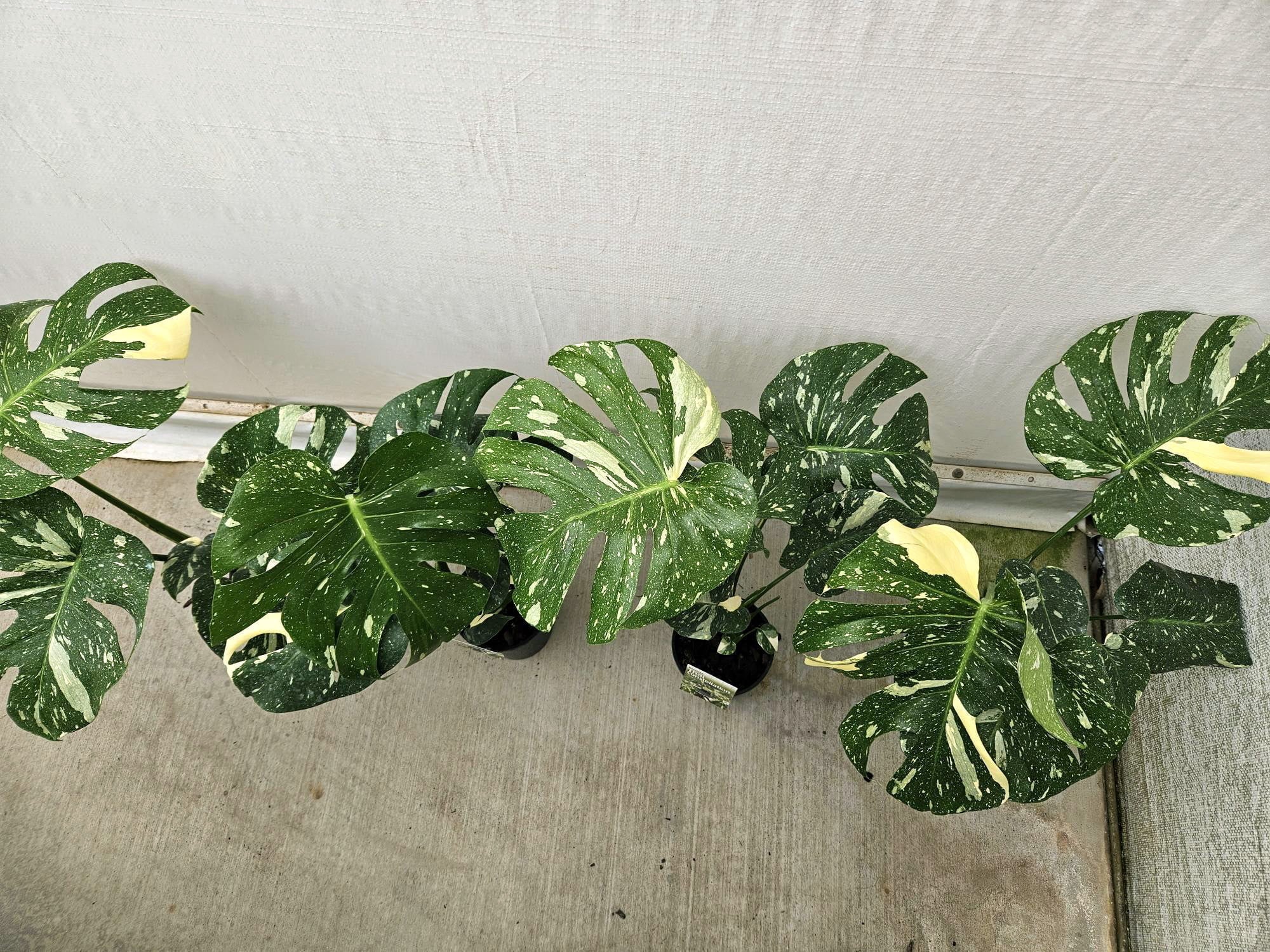 Monstera 'Thai Constellation' - Ladybird Nursery