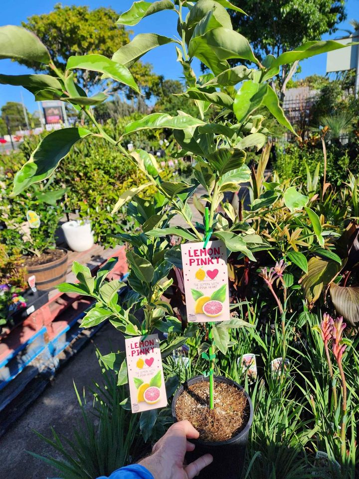 Pink Lemon Tree (QLD Only) - Ladybird Nursery