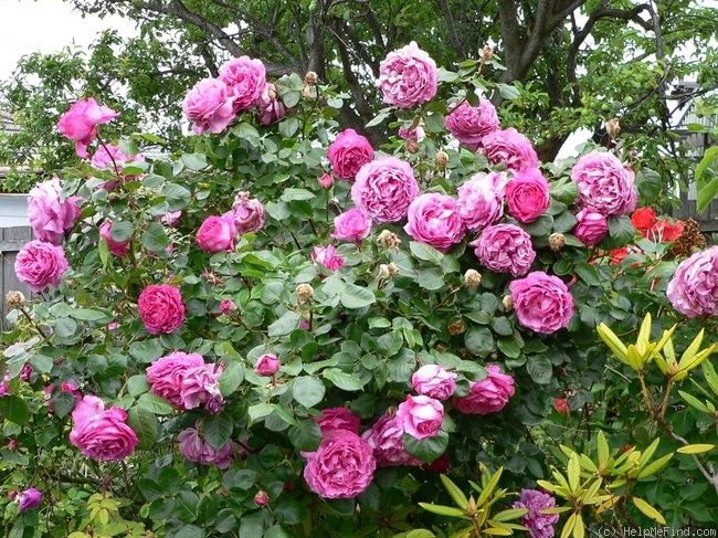 Rose Queen Adelaide 2 ft Standards (Rosa)