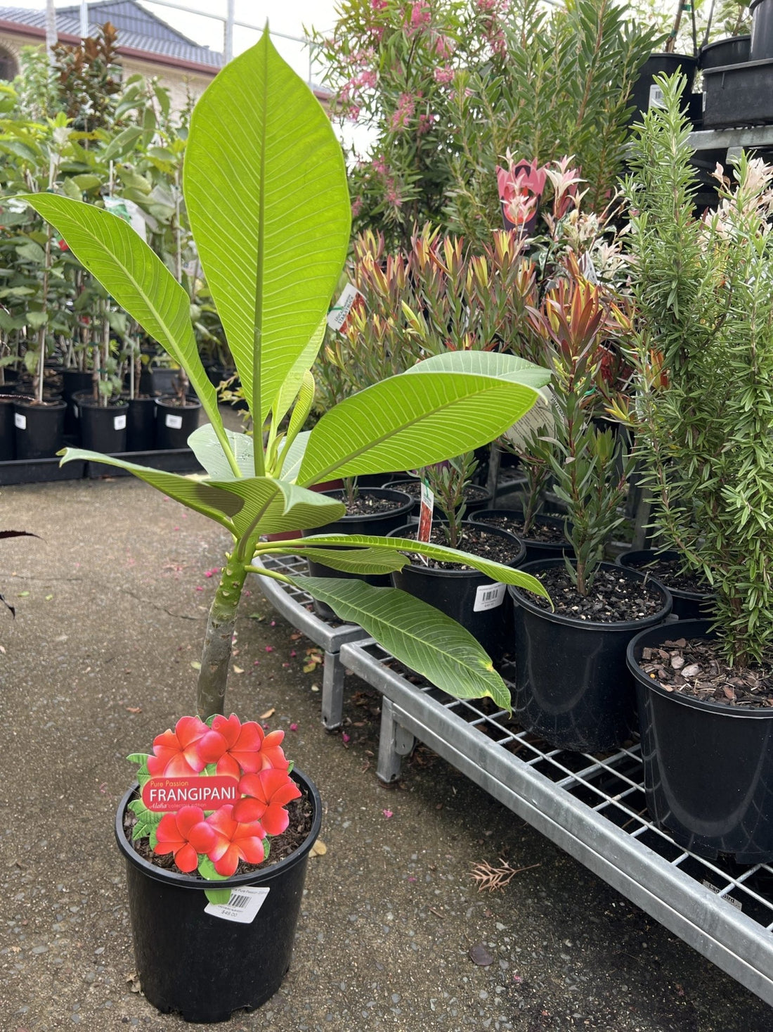 Frangipani Pure Passion (Plumeria rubra) - Ladybird Nursery