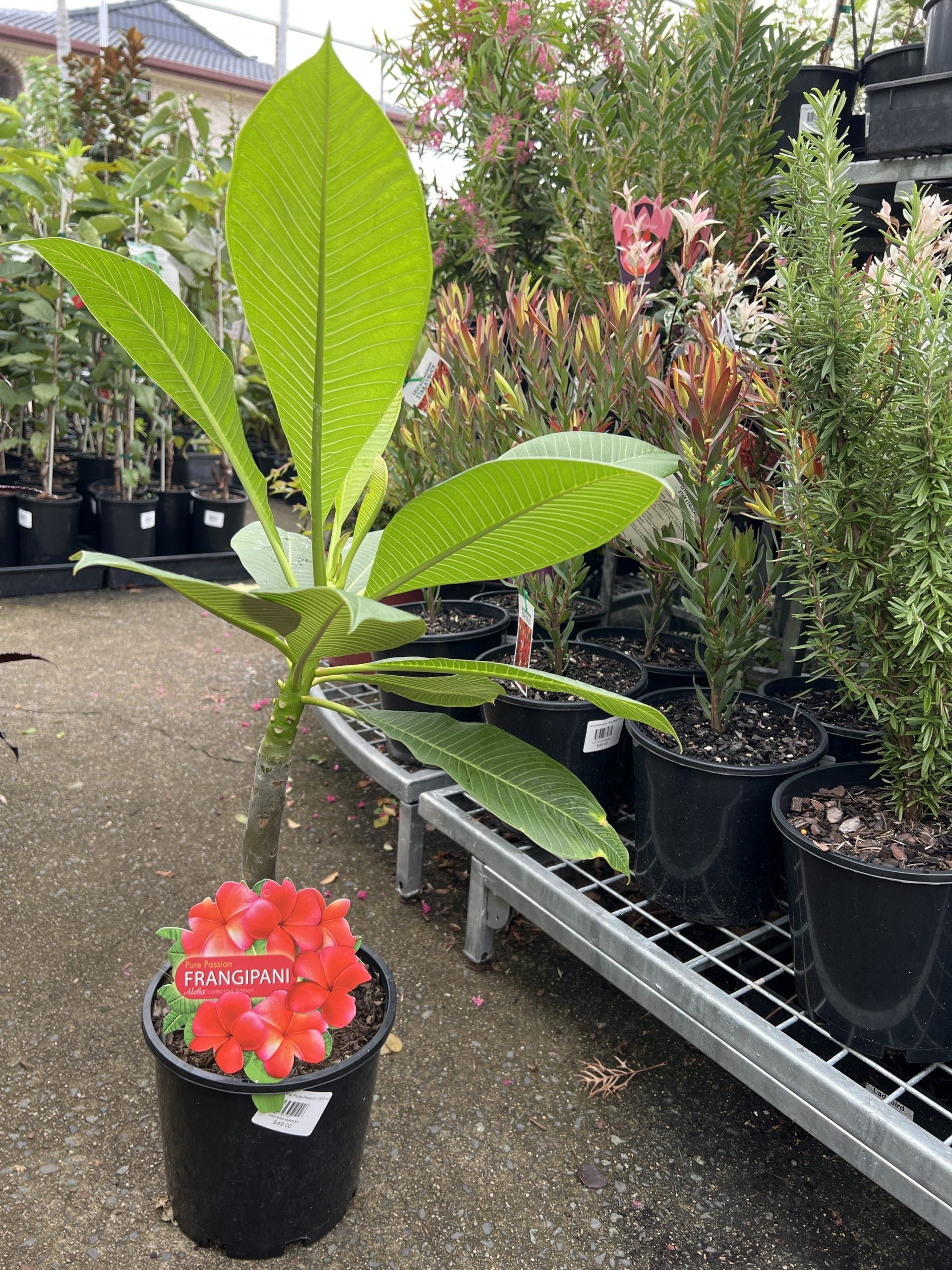 Frangipani Pure Passion (Plumeria rubra)