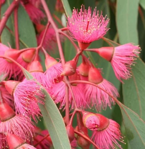 Red - Flowering Yellow Gum (Eucalyptus leucoxylon Rosea) - Ladybird Nursery