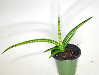 Snake Plant (Sansevieria cylindrica)