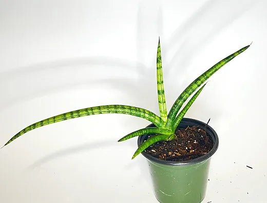 Snake Plant (Sansevieria cylindrica) - Ladybird Nursery