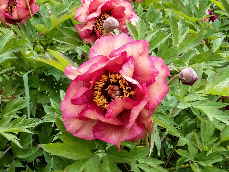 Tree Peony Gauguin (Paeonis suffruiticosa) - Ladybird Nursery