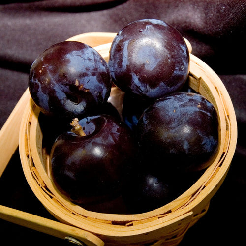 Dwarf Plum 'Ruby Blood'