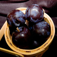 Dwarf Plum 'Ruby Blood'