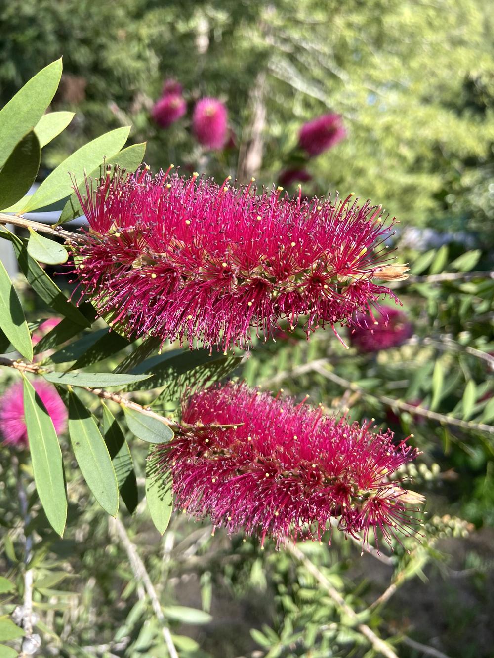 Callistemon Purple Cloud 140mm (Bottlebrush) - Ladybird Nursery