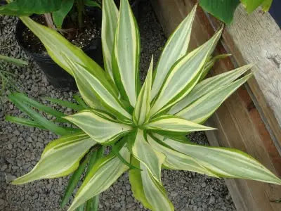 Mediopicta Mauritius Hemp (Furcraea foetida)
