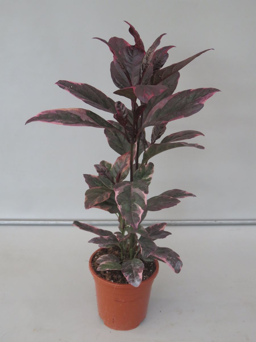 Burgundy (Pseuderanthemum atropurpureum) - Ladybird Nursery