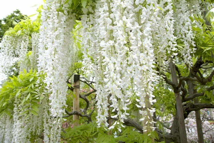 Wisteria White (Wisteria spp.)