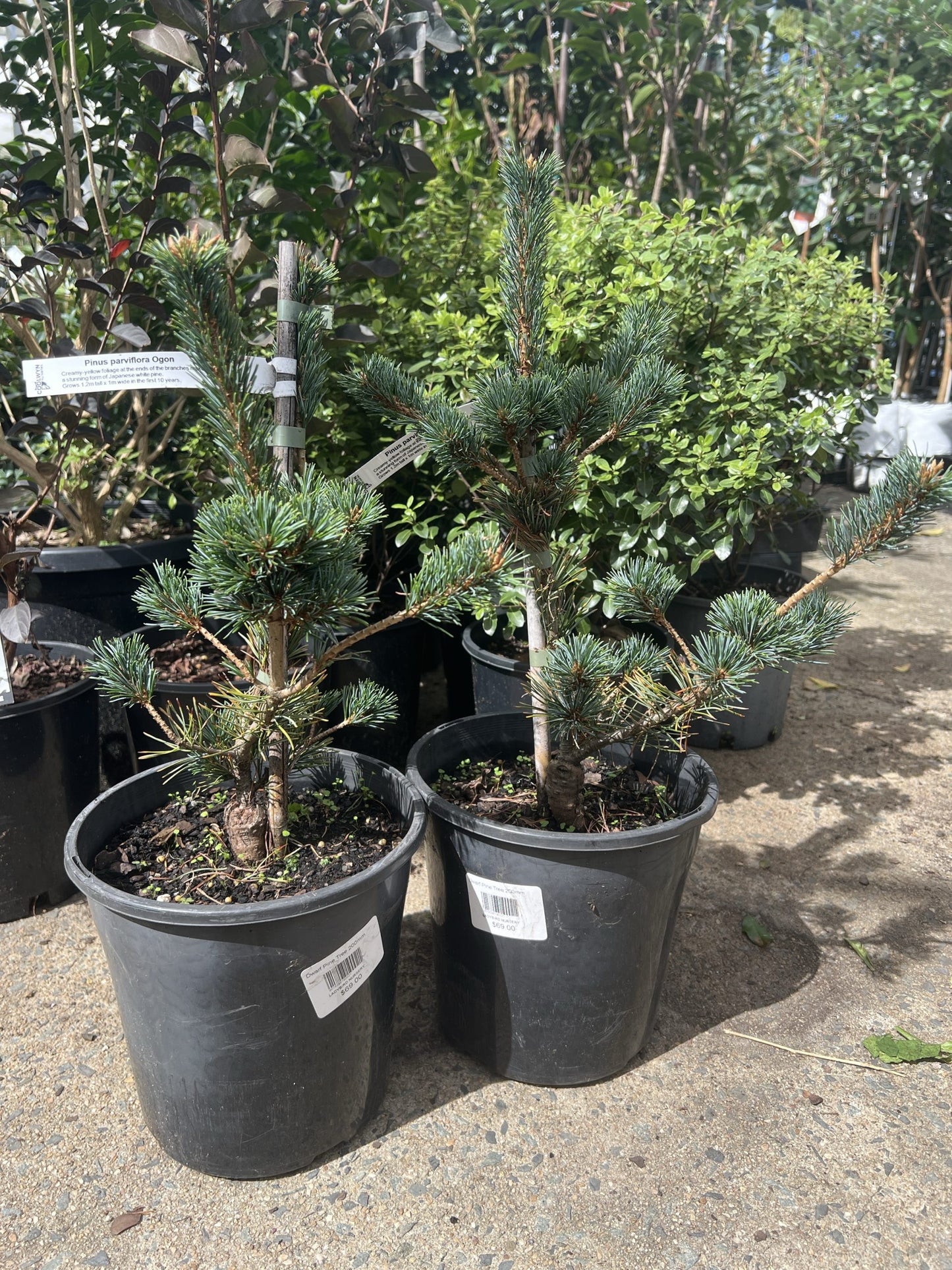 Japanese White Pine Ogon Goyo (Pinus parviflora)