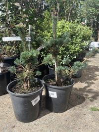 Japanese White Pine Ogon Goyo (Pinus parviflora)