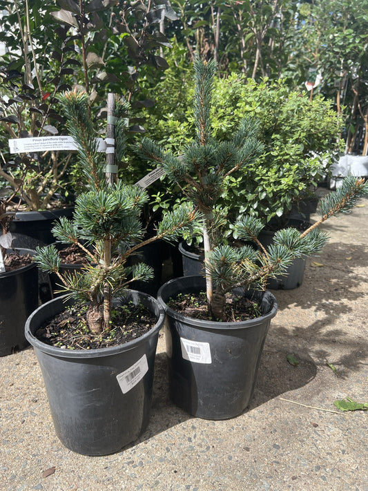 Japanese White Pine Ogon Goyo (Pinus parviflora)