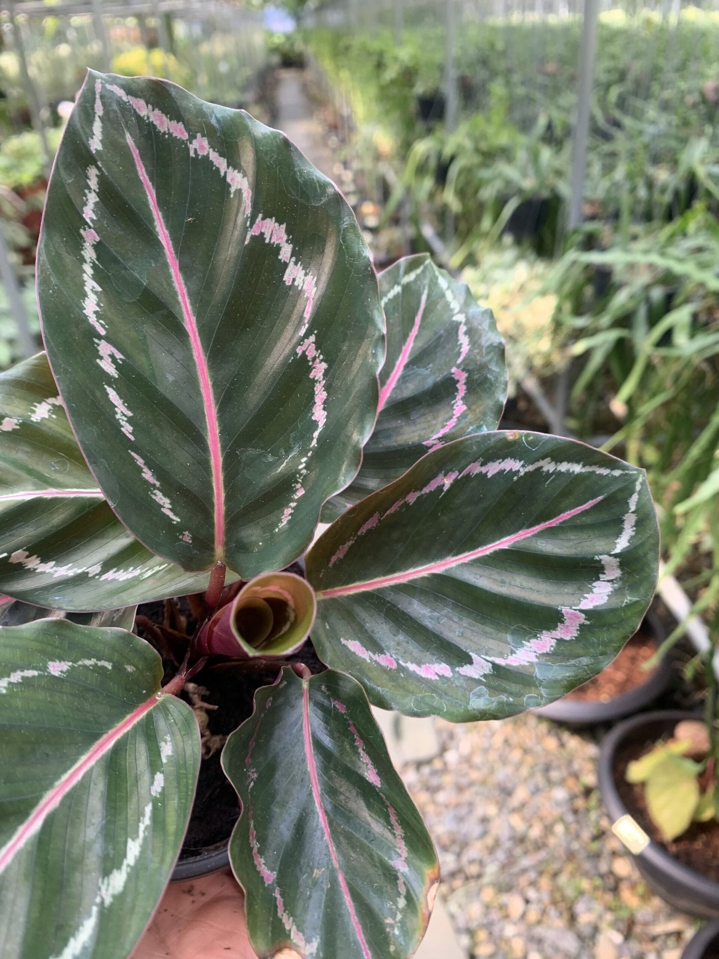 Prayer Plant Jungle Rose (Calathea Jungle)