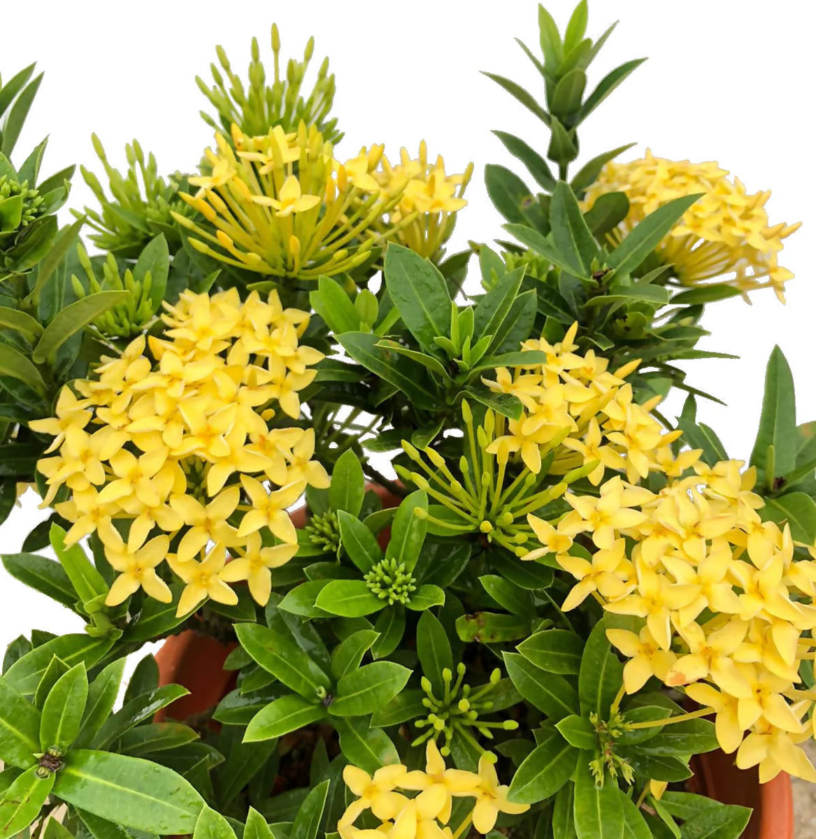 Ixora Dwarf Yellow