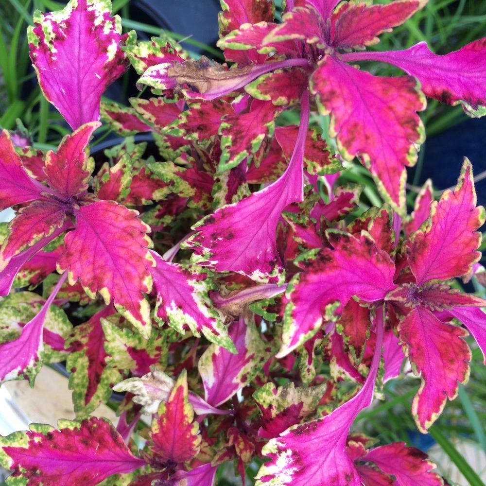 Coleus Carnival - Ladybird Nursery