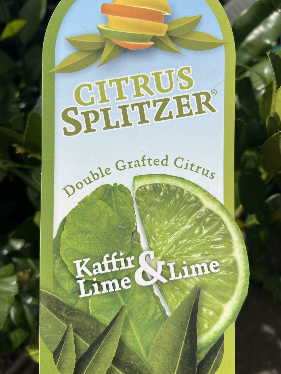 Lime & Kaffir Tree (QLD Only) - Ladybird Nursery