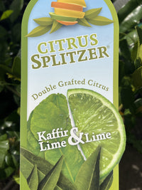 Lime &amp; Kaffir Tree