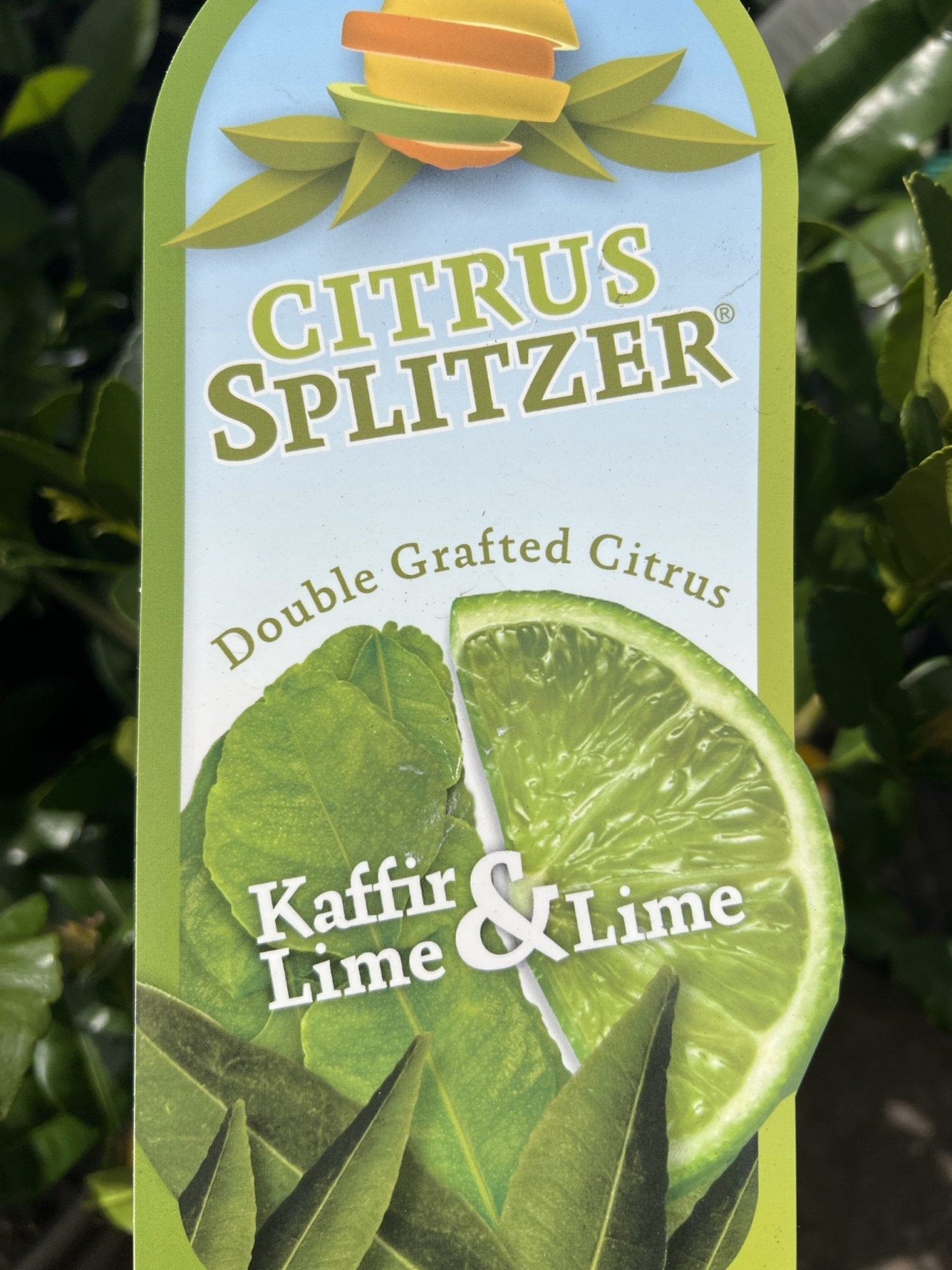 Lime & Kaffir Tree (QLD Only) - Ladybird Nursery