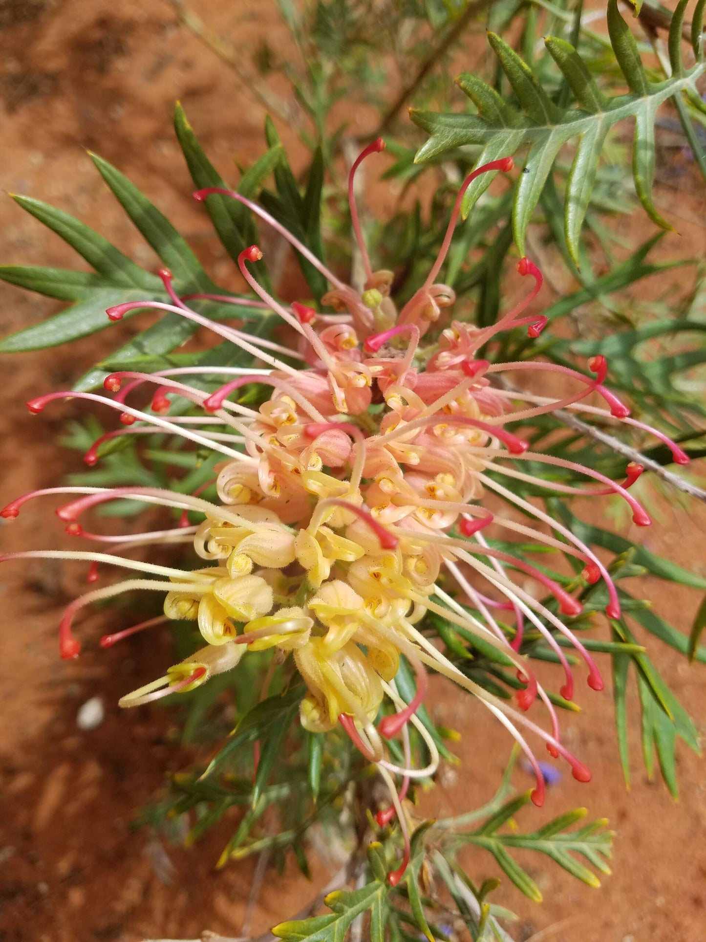 Grevillea Superb