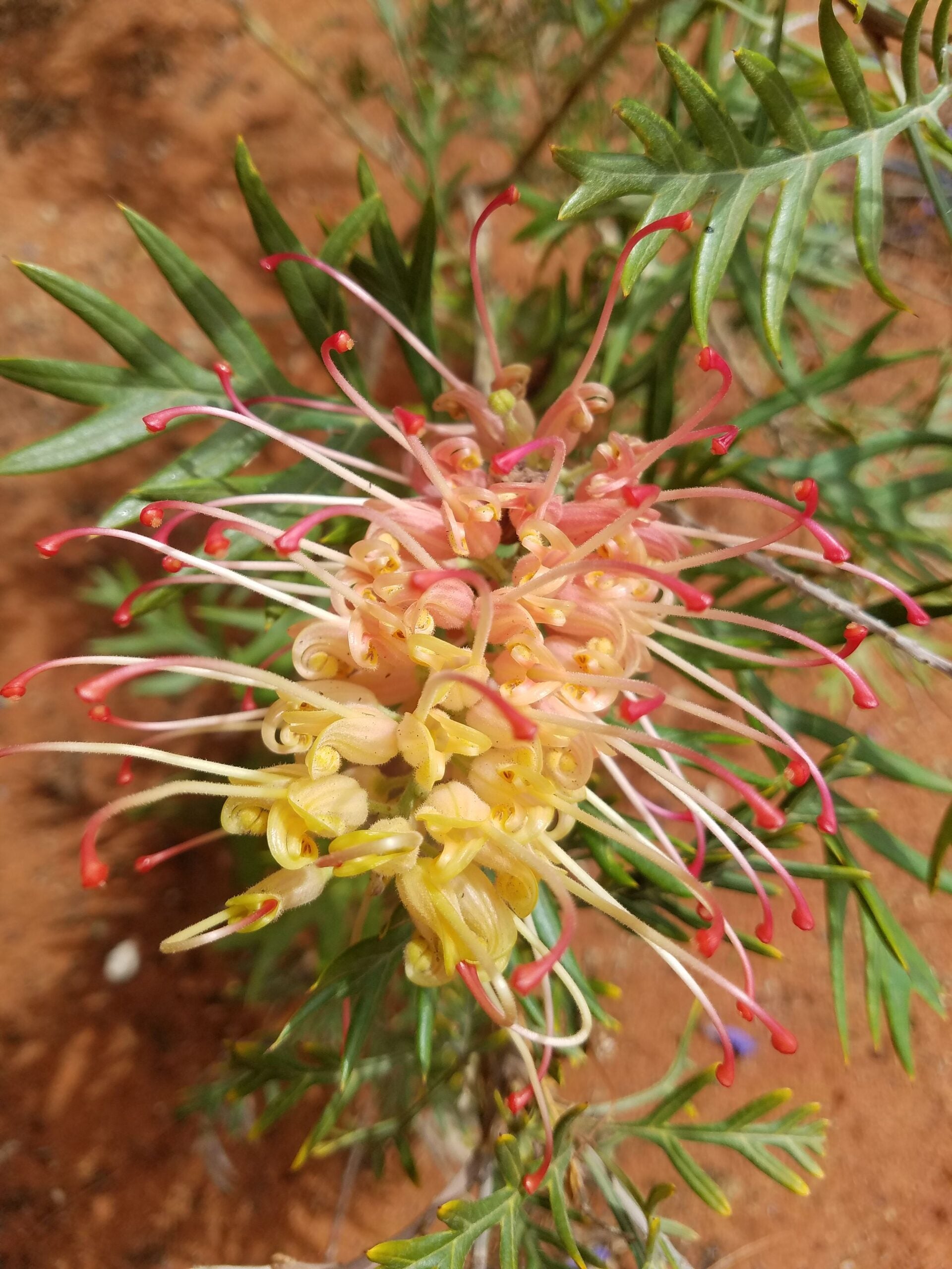 Grevillea Superb