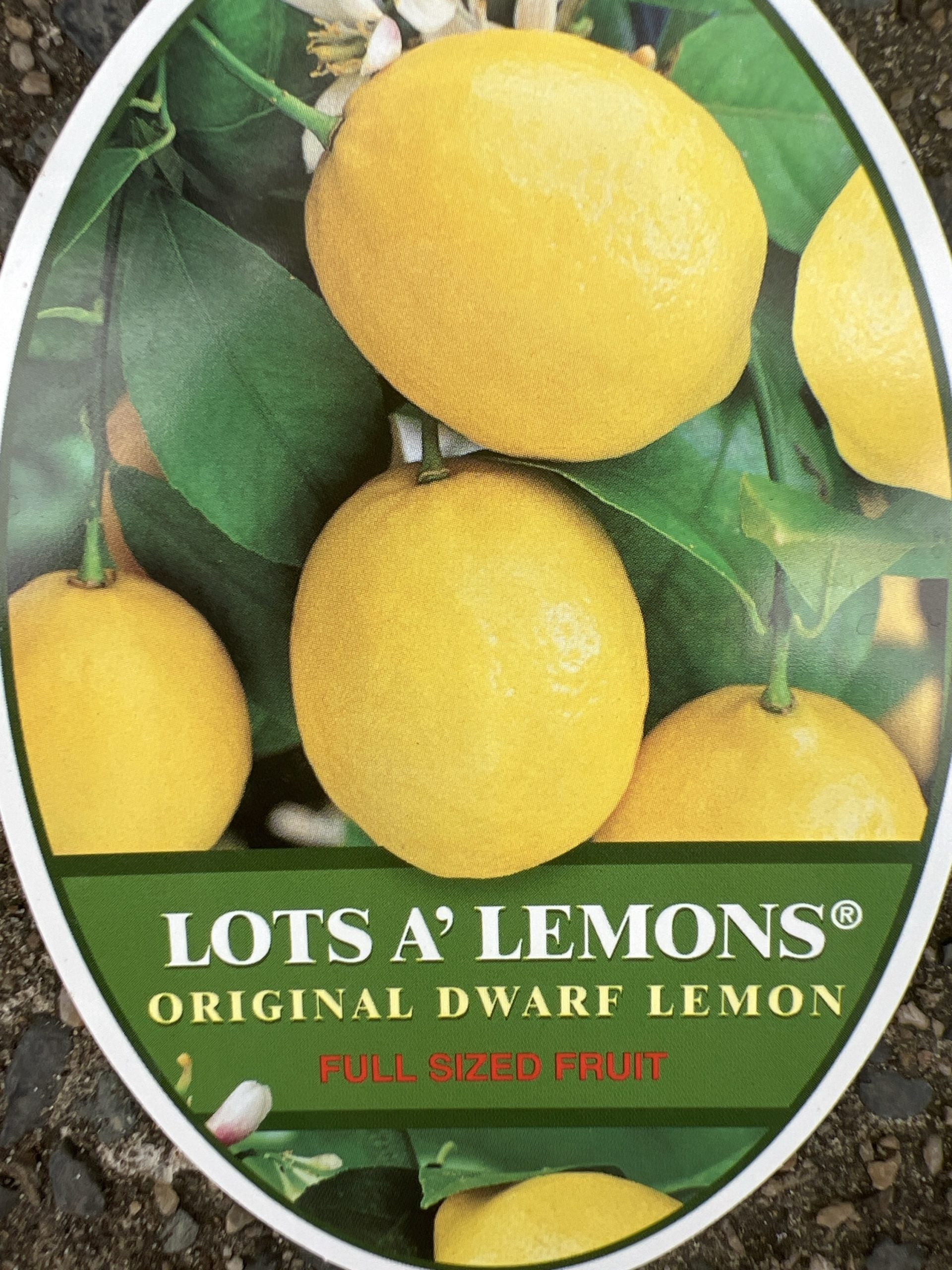 Lotsa Lemons 330mm pots (QLD Only) PICK UP ONLY