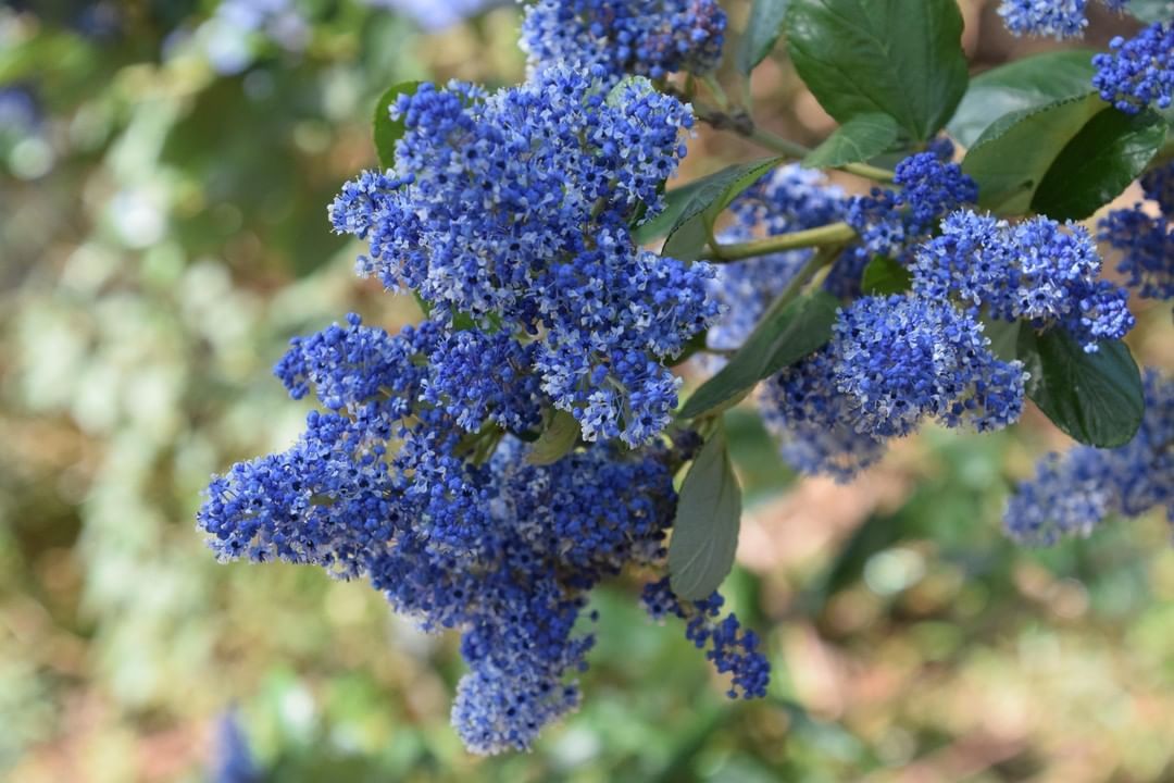 California Lilac Sapphire (Ceanothus Blue)