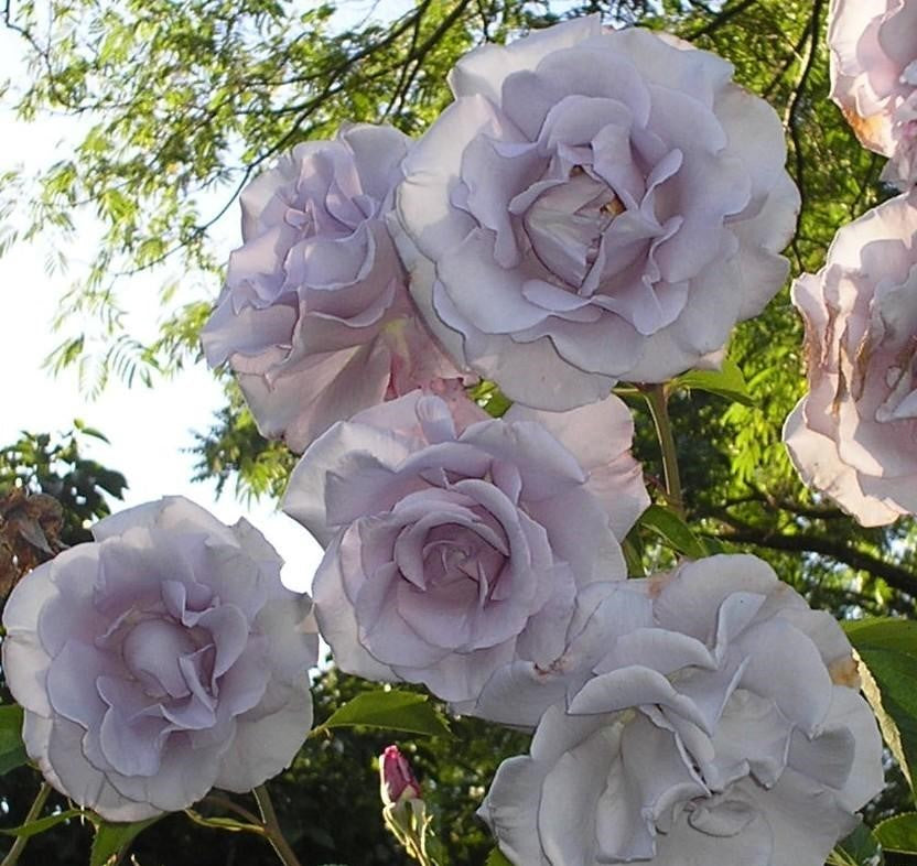 Rose Lagerfield (Rosa)