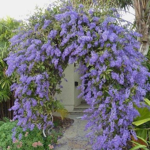 Queen’s Wreath (Petrea volubilis)