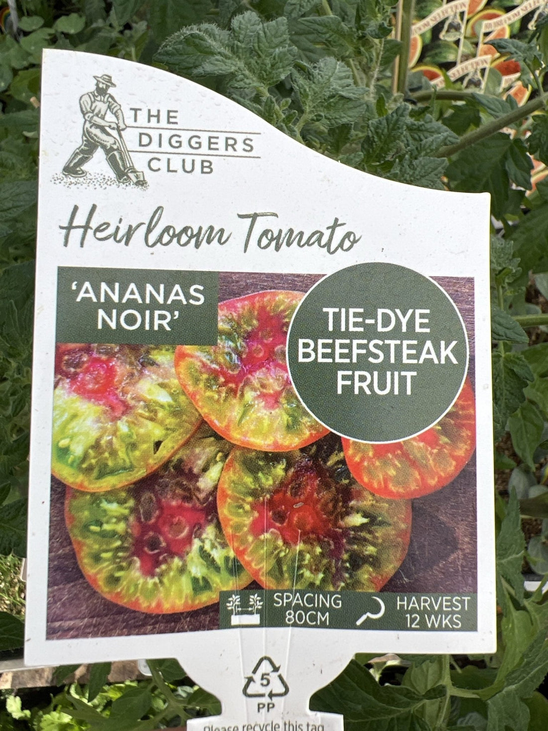 Tomato 'Ananas Noir' - Ladybird Nursery