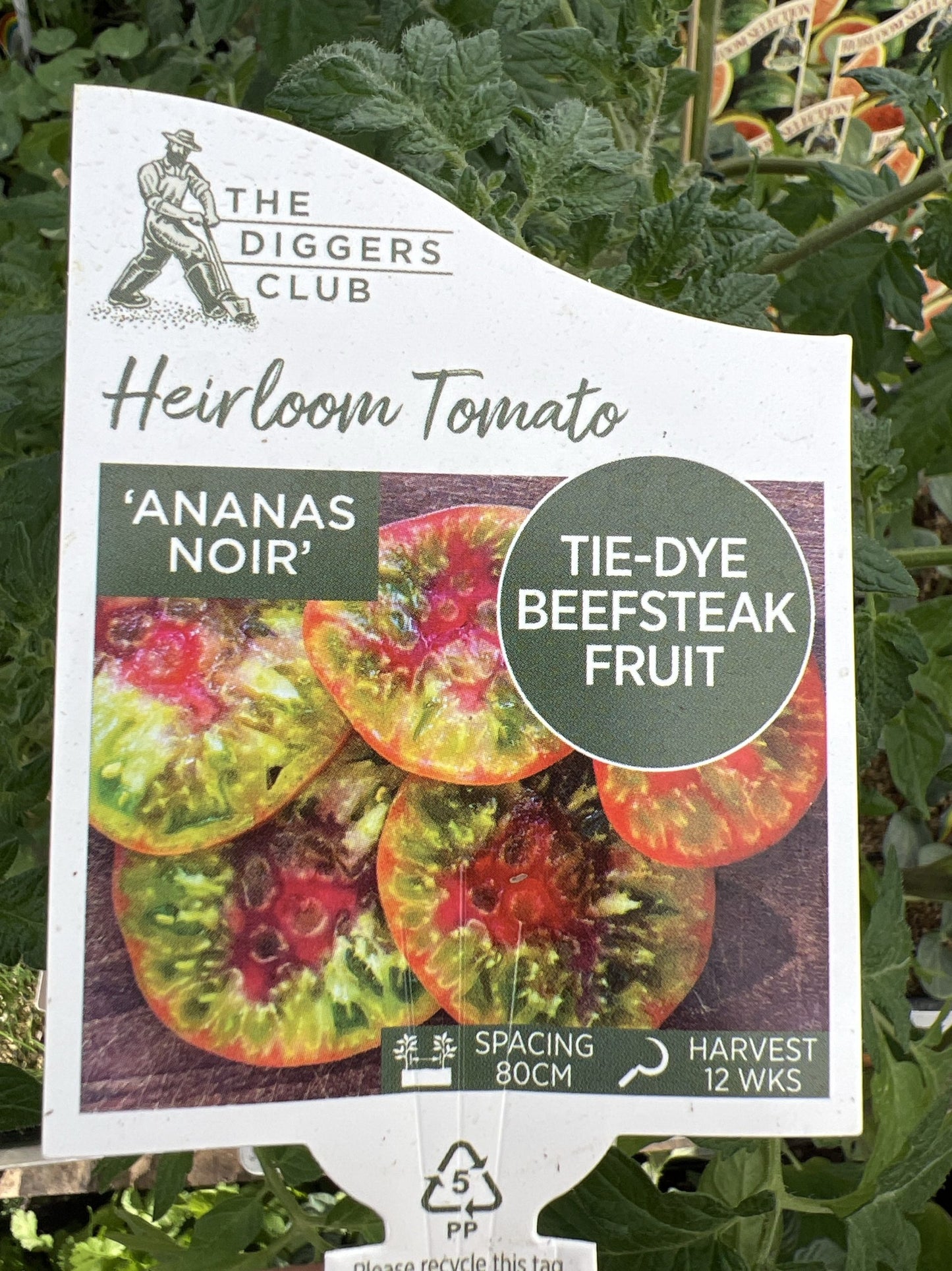 Tomato 'Ananas Noir'