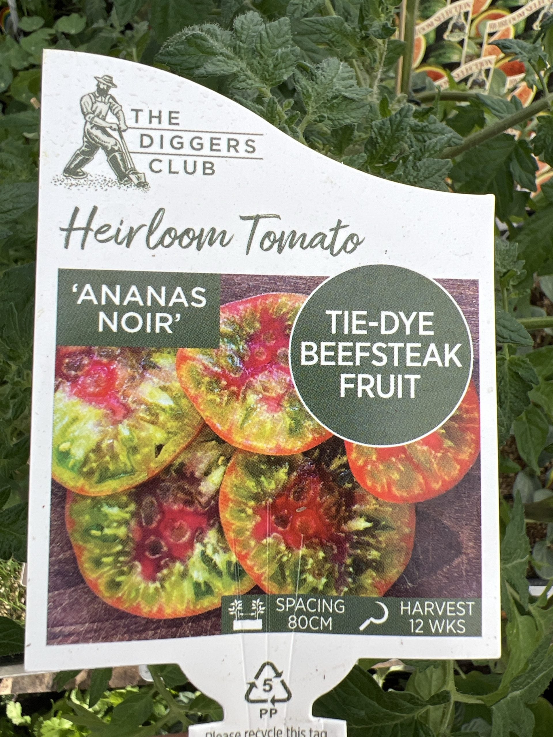 Tomato 'Ananas Noir'