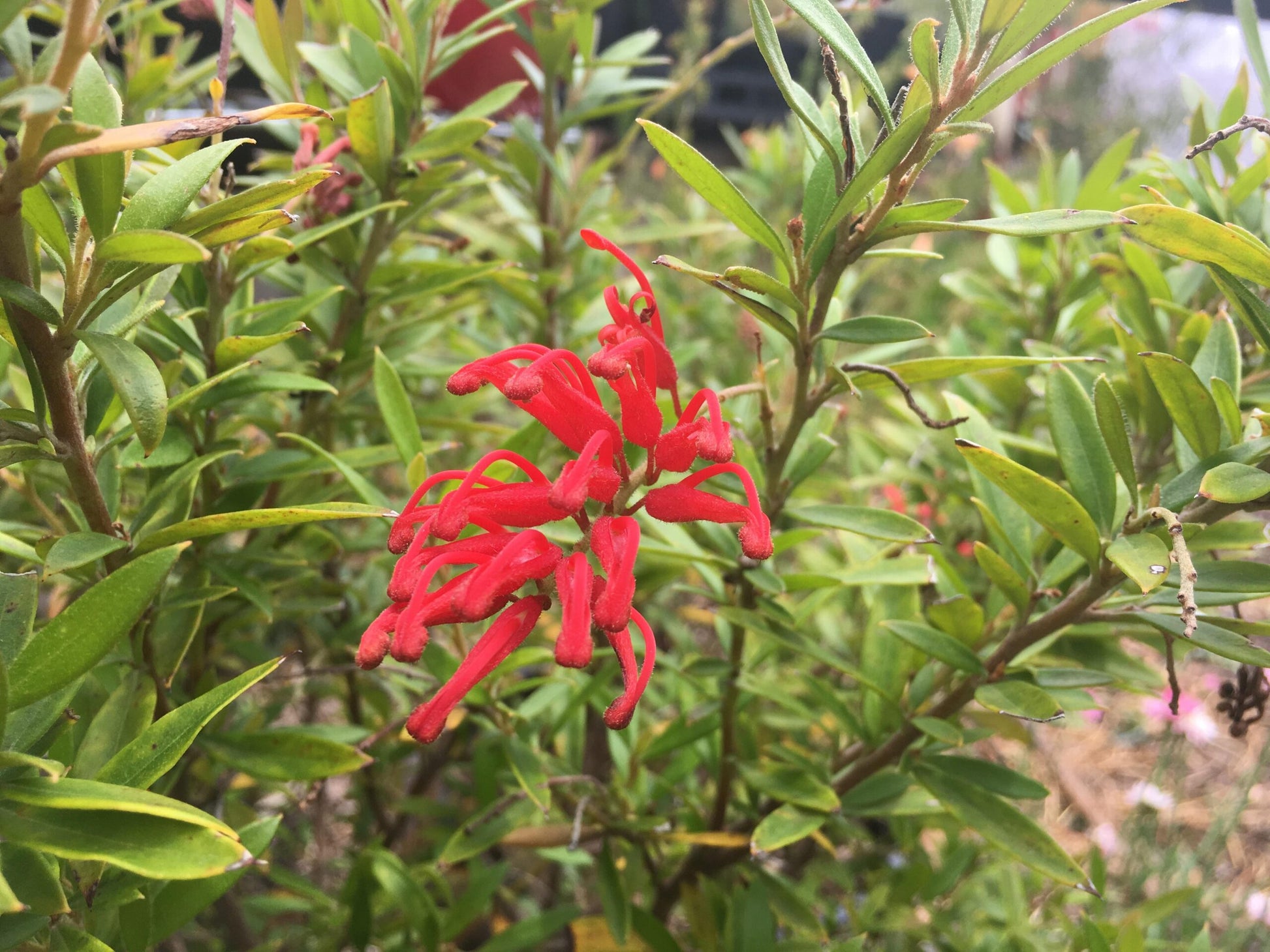 Grevillea Lady O
