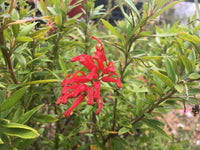 Grevillea Lady O