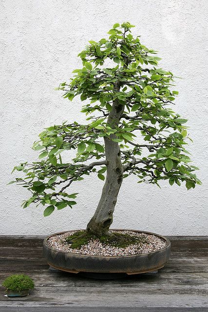 European Hornbeam Bonsai Starter (Carpinus betulus) - Ladybird Nursery