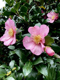 Sasanqua Camellia Plantation Pink (Camellia sasanqua)
