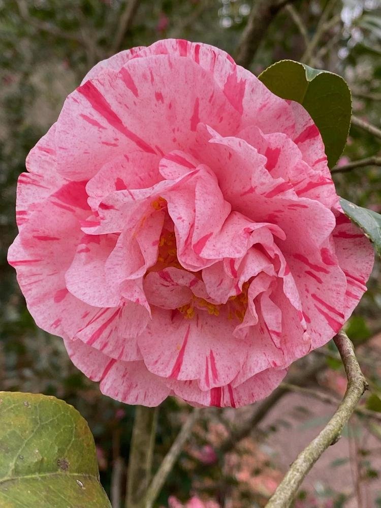 Camellia Helenor (Camellia Japonica) - Ladybird Nursery