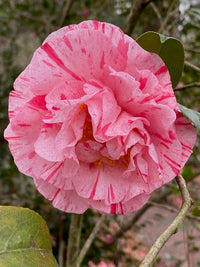 Camellia Helenor (Camellia Japonica)