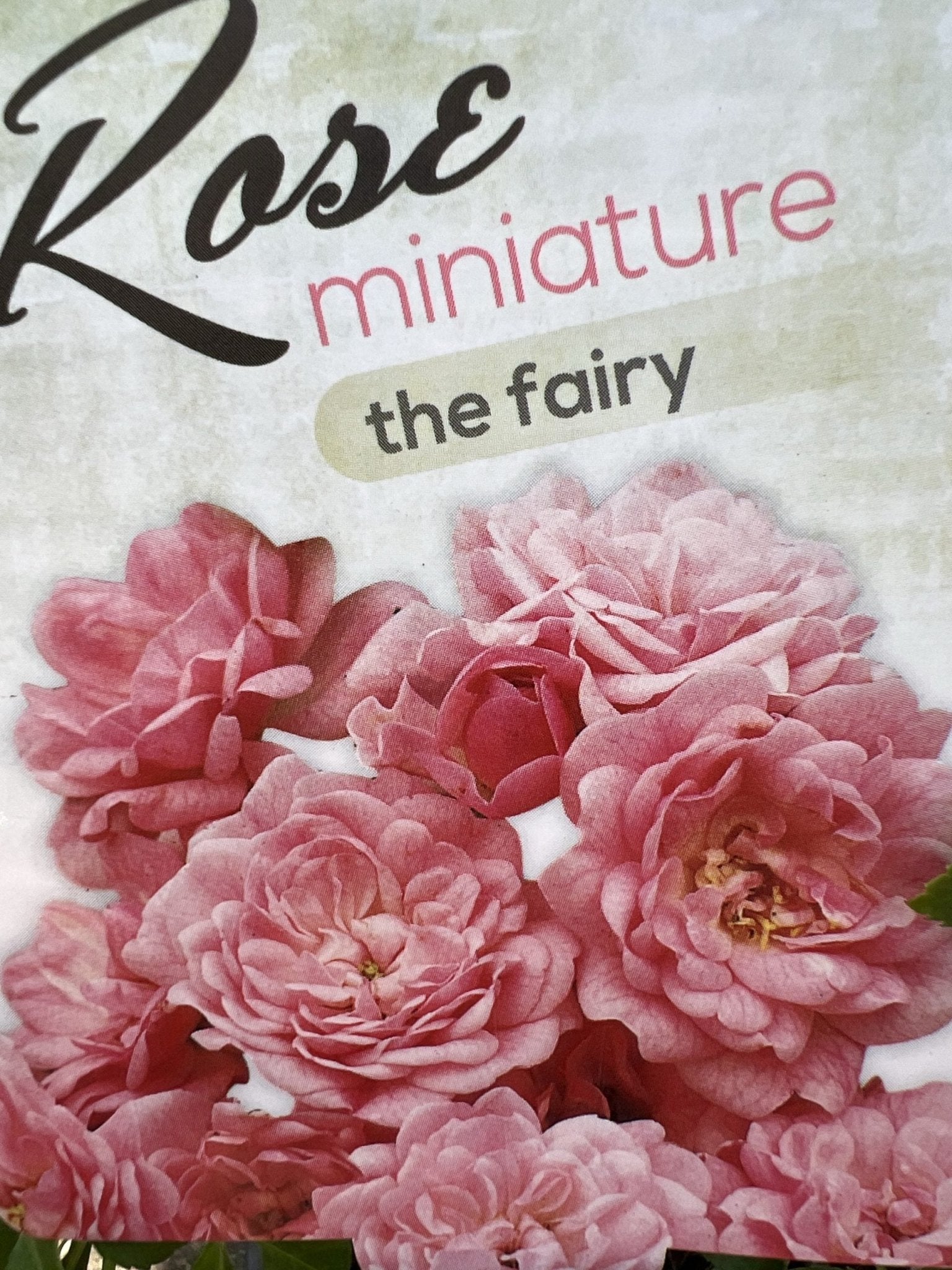 Rose 'The Fairy Minature' - Ladybird Nursery