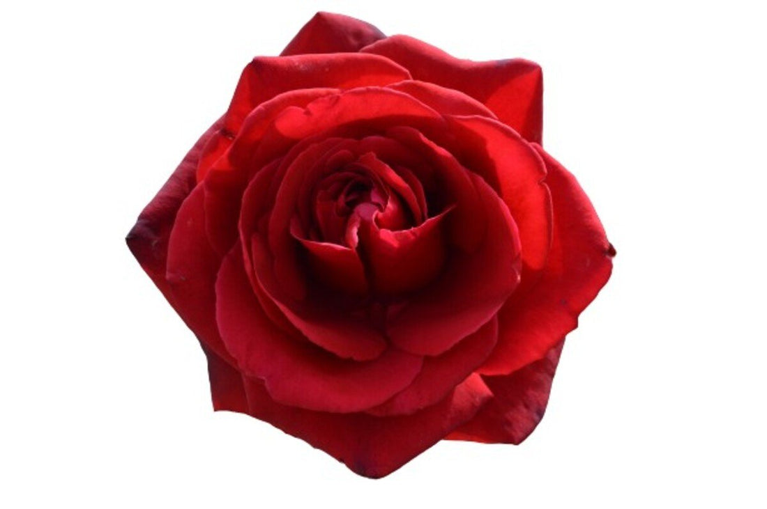 Rose Camp David 2 ft Standards (Rosa) - Ladybird Nursery