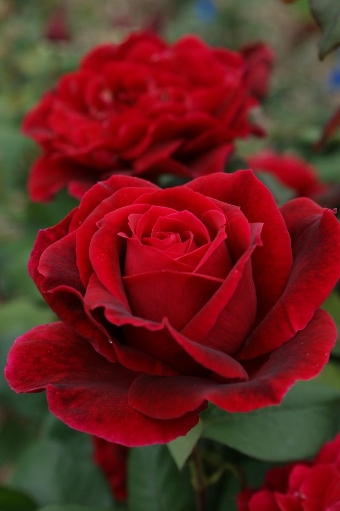 Rose 'Mr Lincoln' - Ladybird Nursery