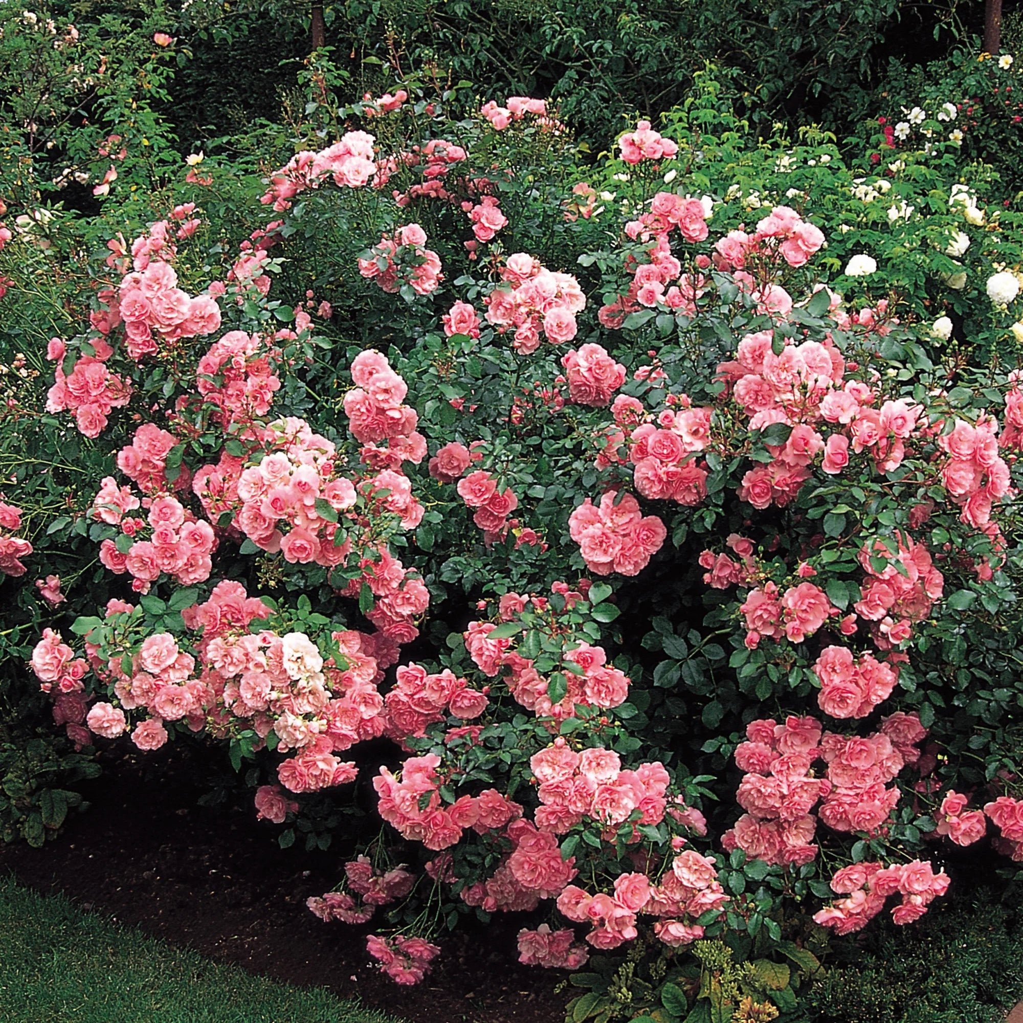 Rose Bonica 3 ft Standards Plant – Buy Now! – Ladybird Nursery