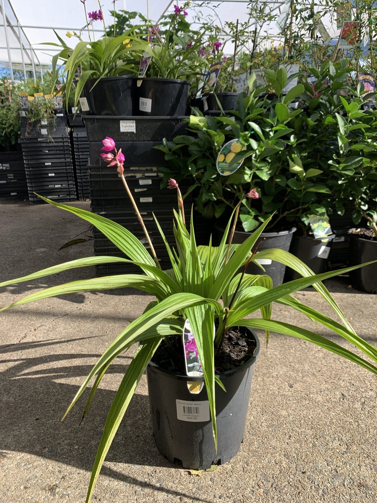 Ground Orchid Spapli Far Out Freckles (Spathoglottis) - Ladybird Nursery