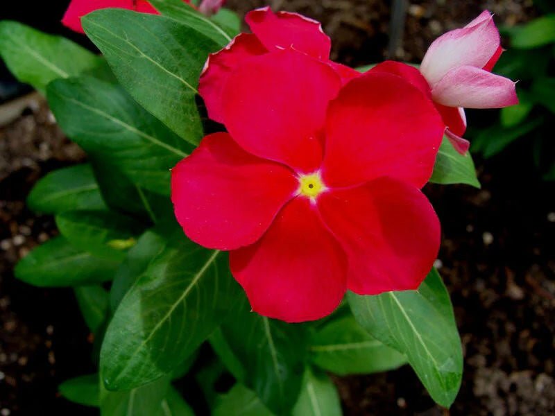 Periwinkle Red and White (Vinca spp.) - Ladybird Nursery