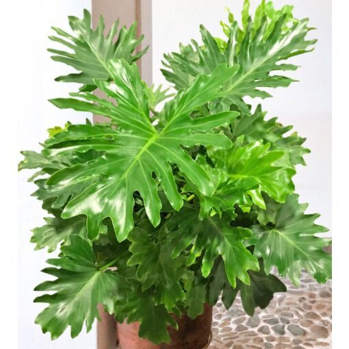 Philodendron Shangri La (Philodendron spp.)