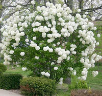 Snowball Viburnum (Viburnum opulus) - Ladybird Nursery