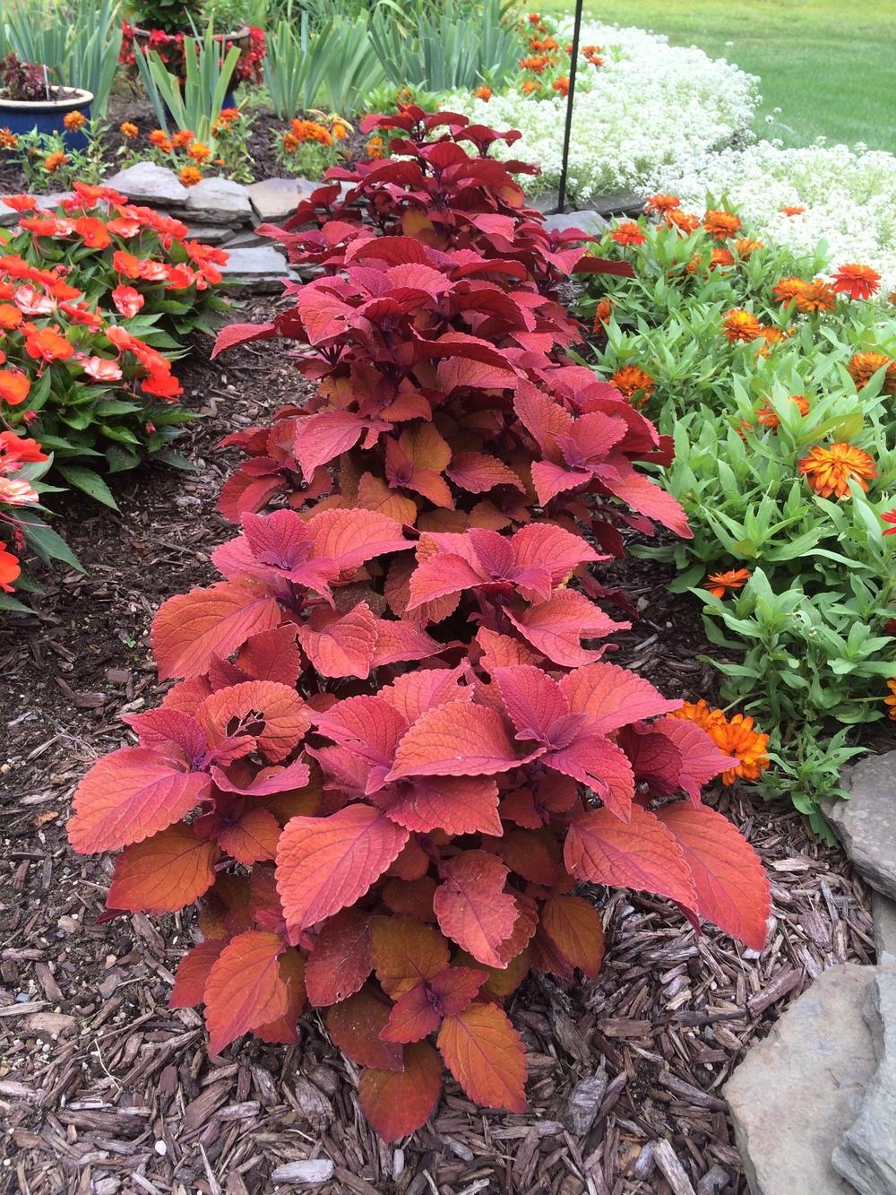 Coleus Campfire