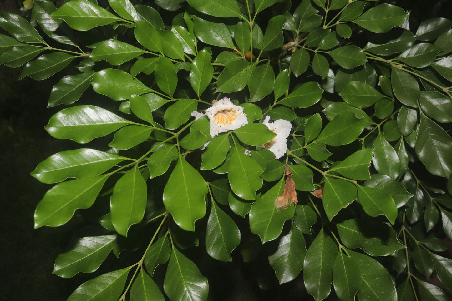 Radermachera yunnanensis